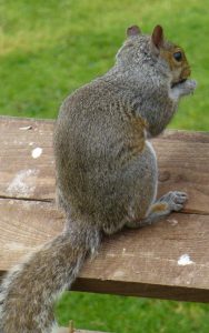 squirrel on bird table
